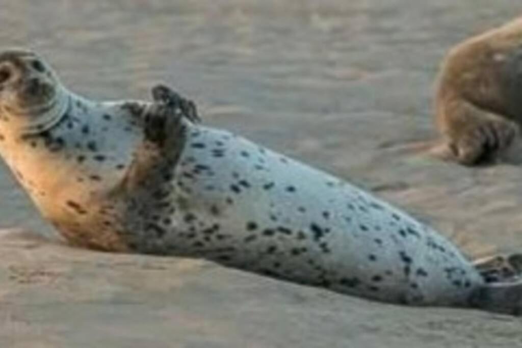 Gl 18 Gite A 100M De La Plage Cayeux-sur-Mer Exteriör bild